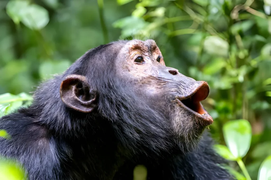 Chimpanzee