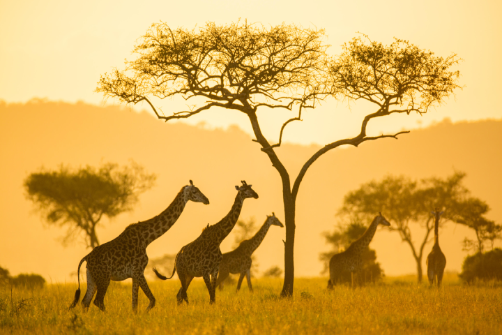 Elewana Serengeti Wildlife