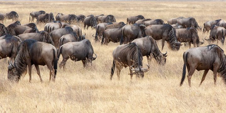 Best Tanzania safari