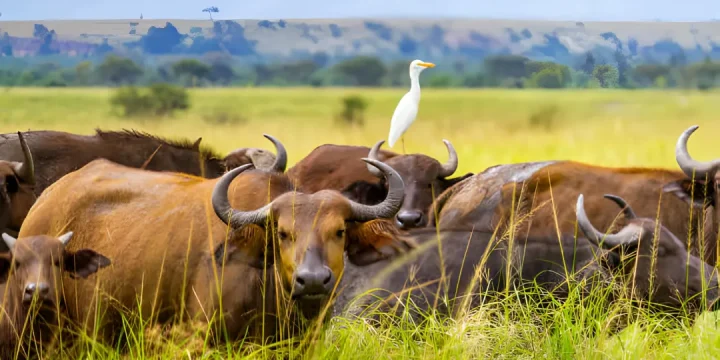 12 Days 11 nights Uganda Tour