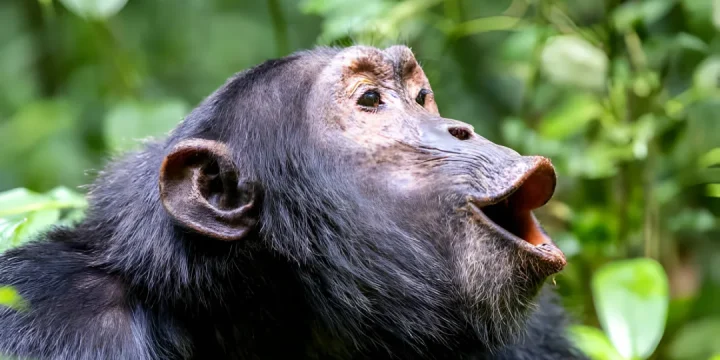 Chimpanzee