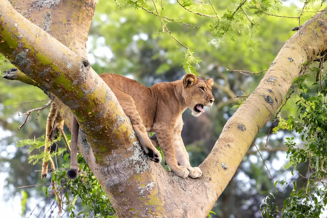 Uganda Safari